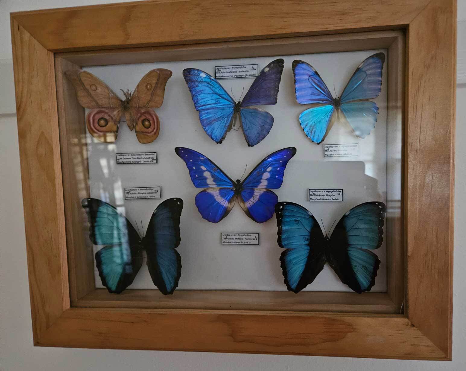 Adolfo Gianni A flutter of butterflies