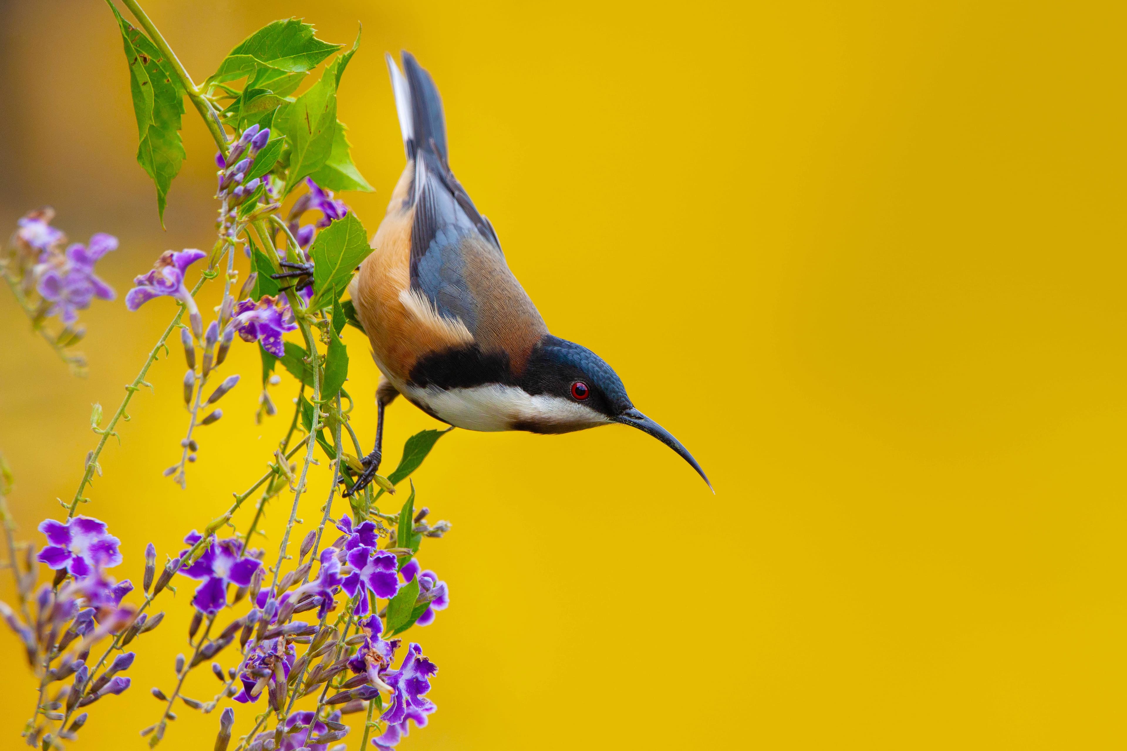 Eastern Spinebill Splendour by Emma Ryan