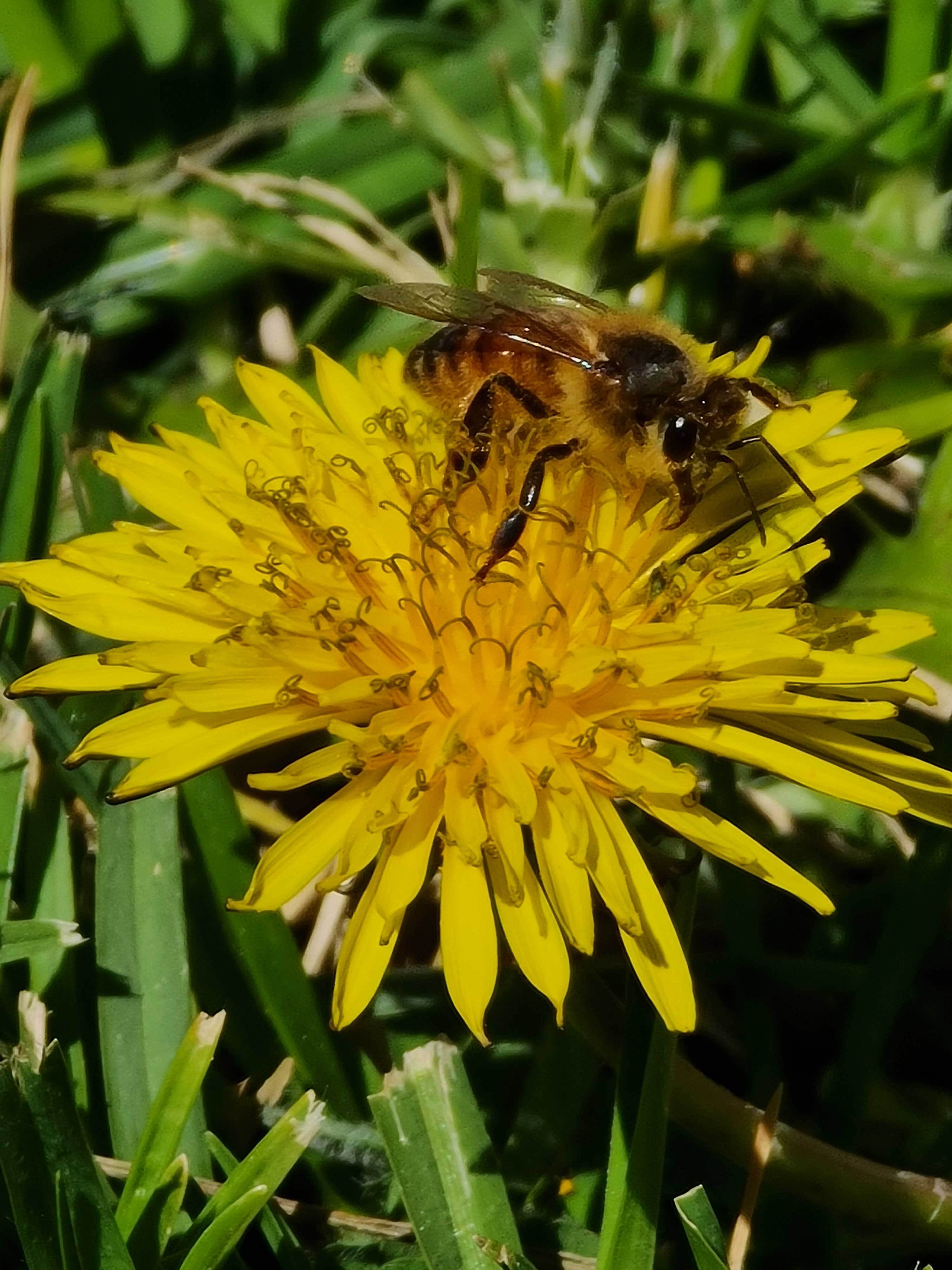 Bee on flower by Irene Karvelas