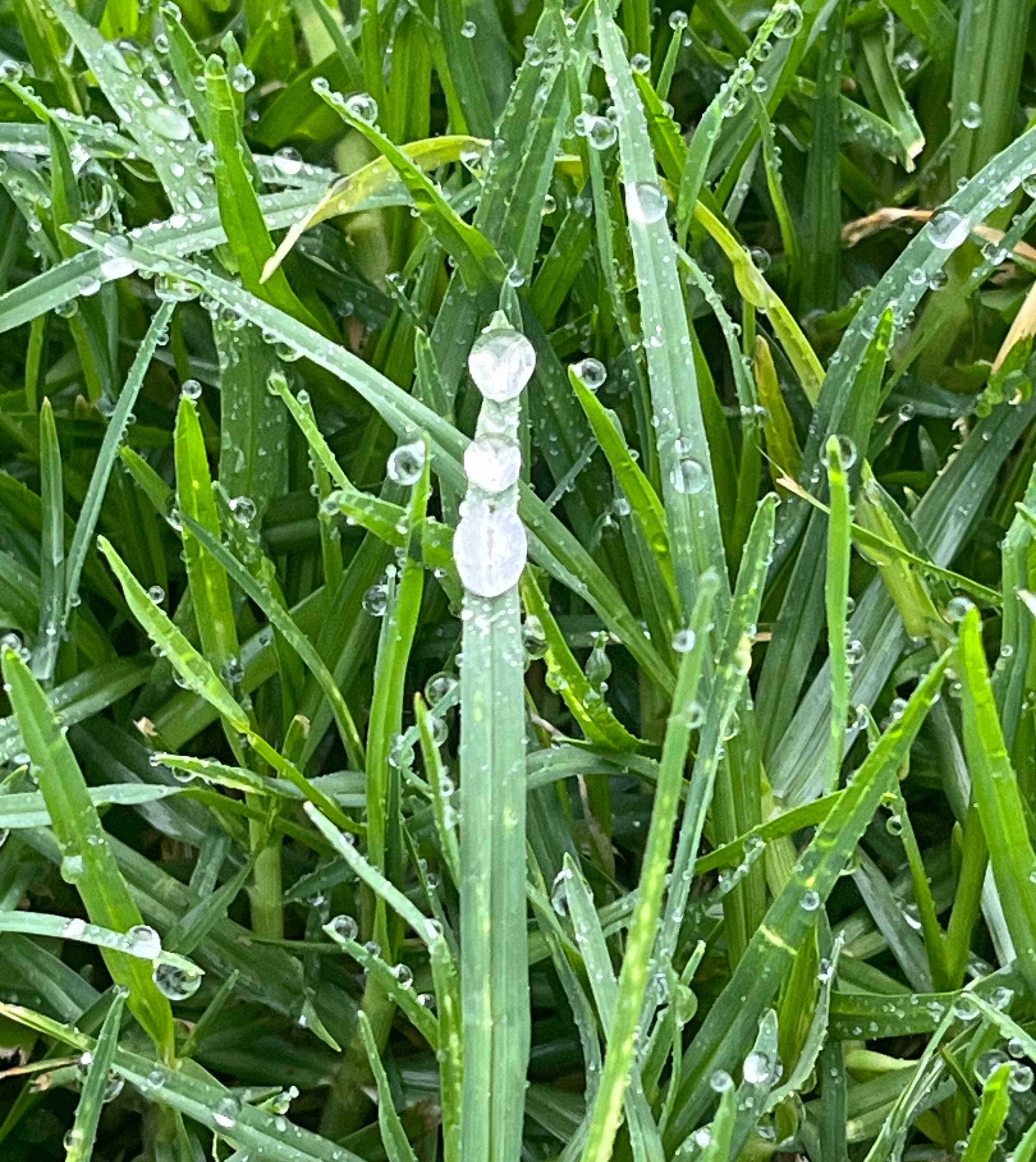 Raindrops by Janelle Courtney