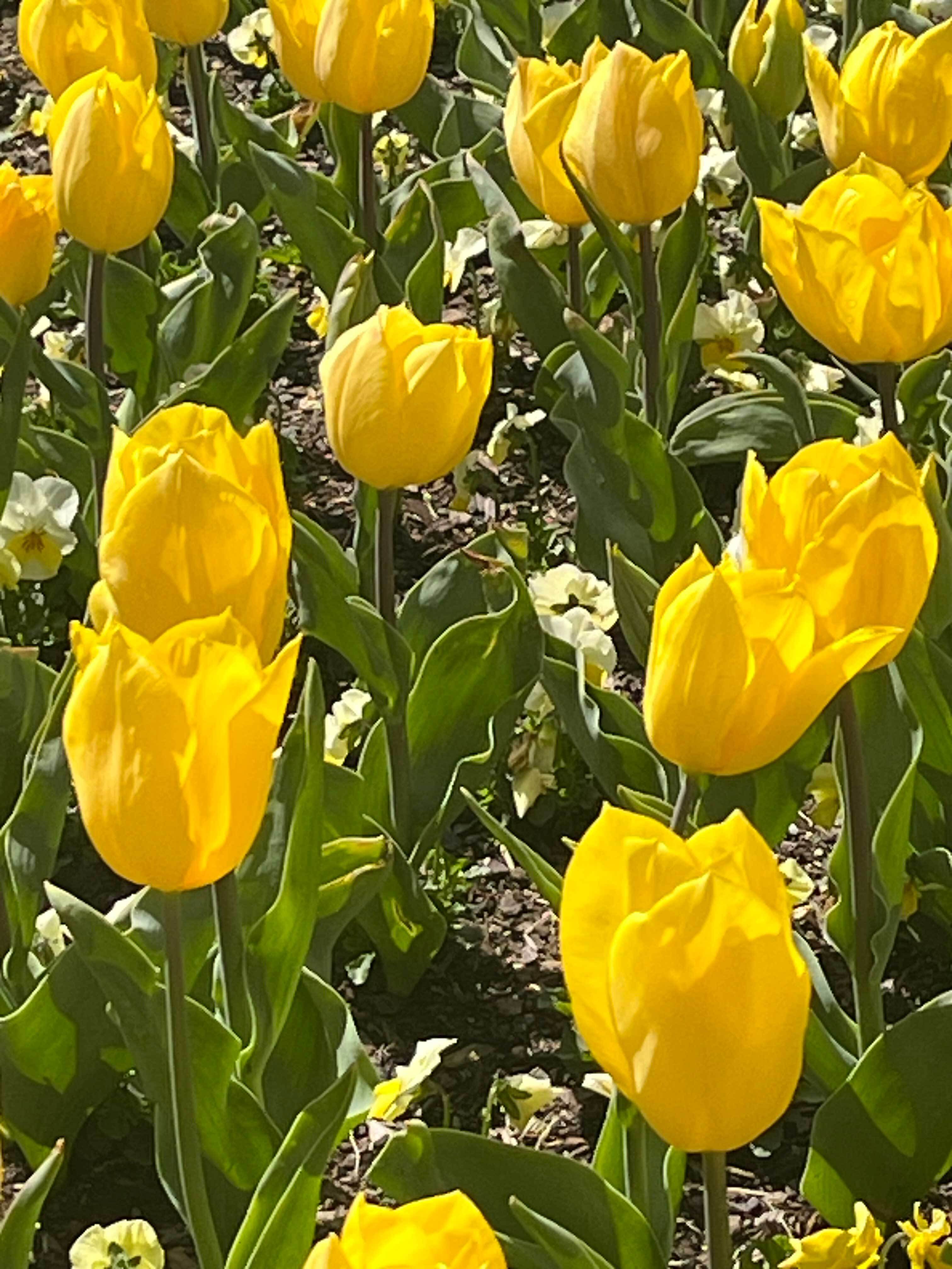 Yellow Tulips by Janelle Courtney