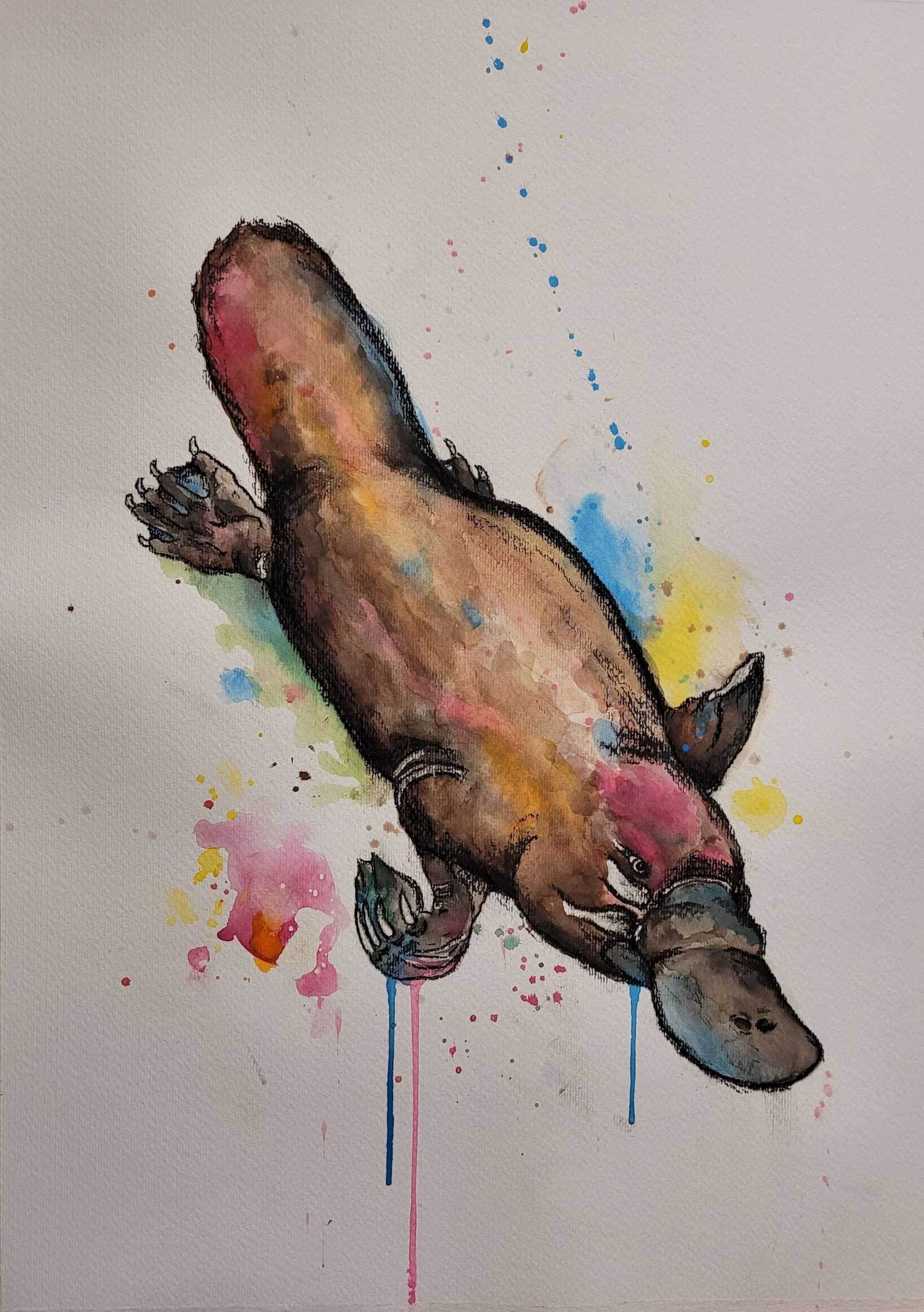 Platypus by Kate Logie