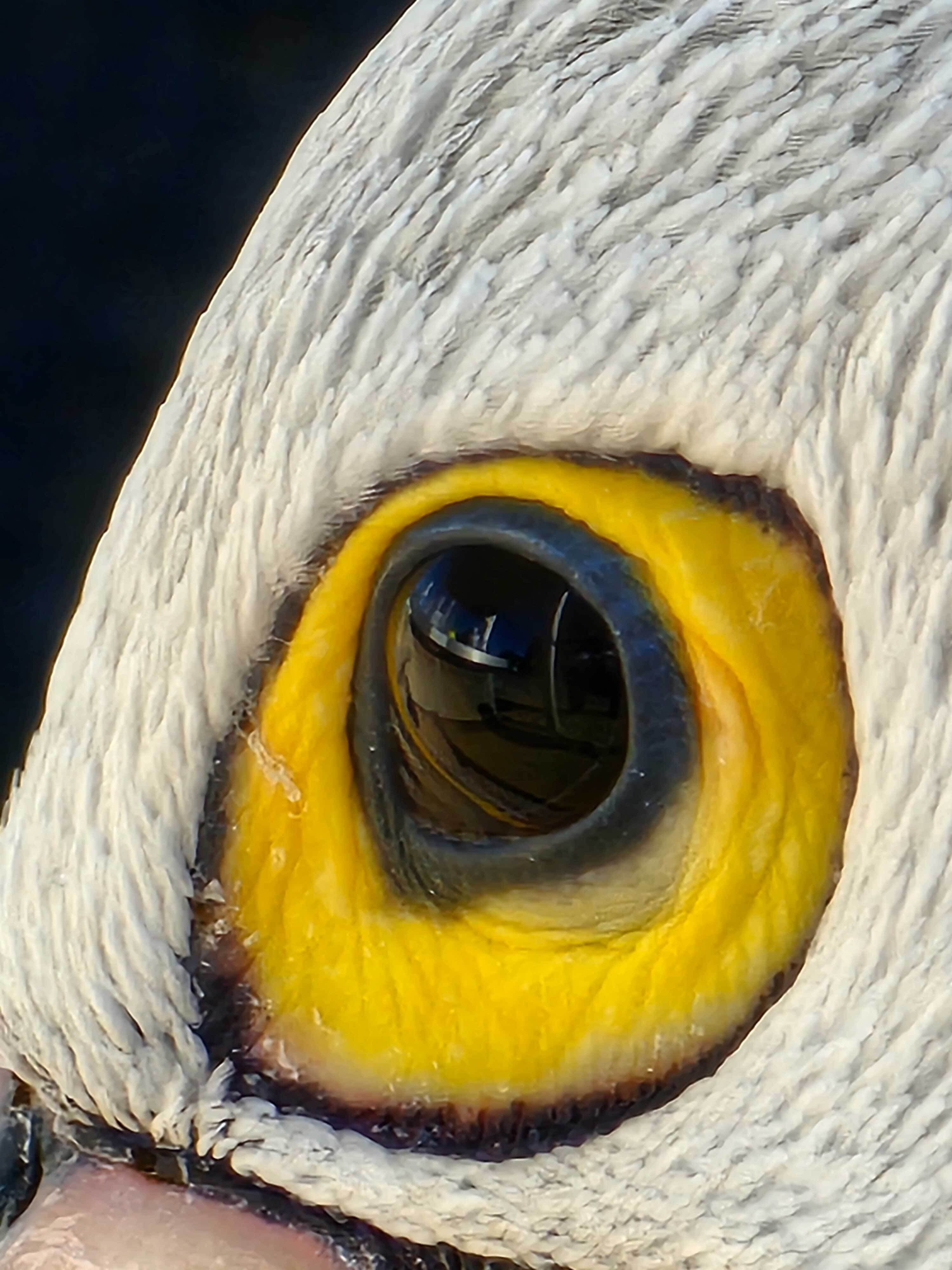 Leanne Wain Birds Eye