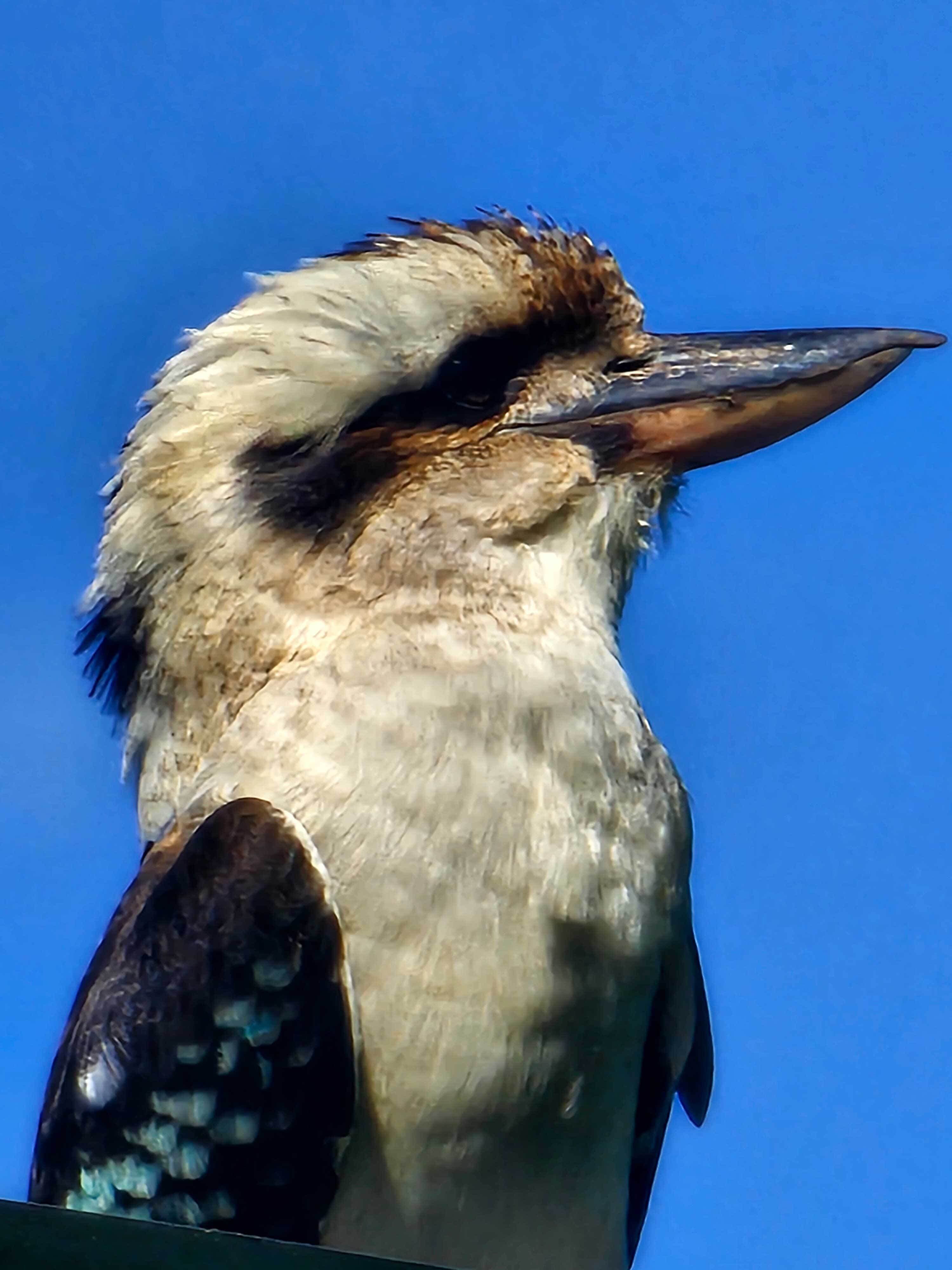 Leanne Wain Kookaburra