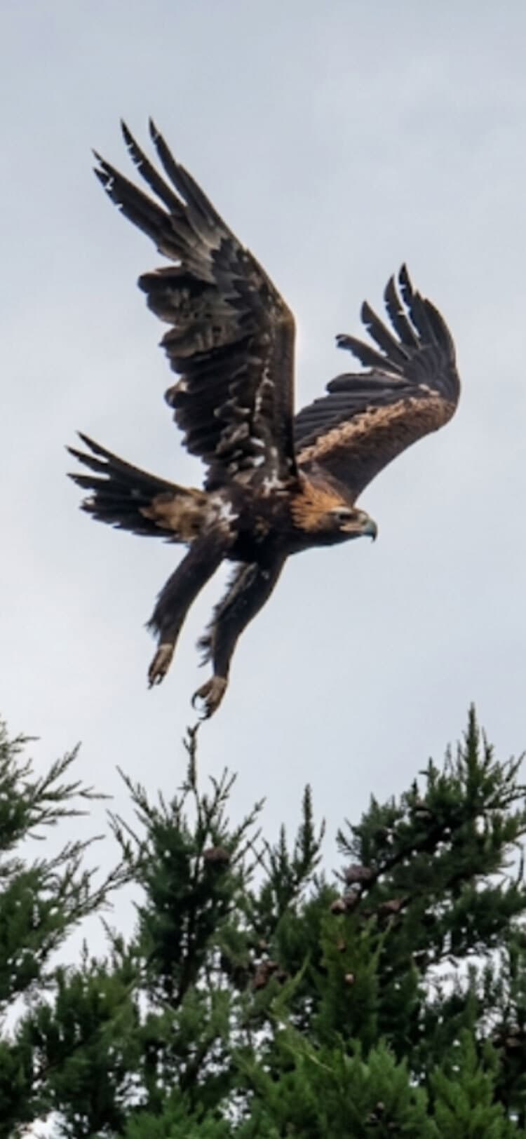 Beauty of Movement by Lynn Connors