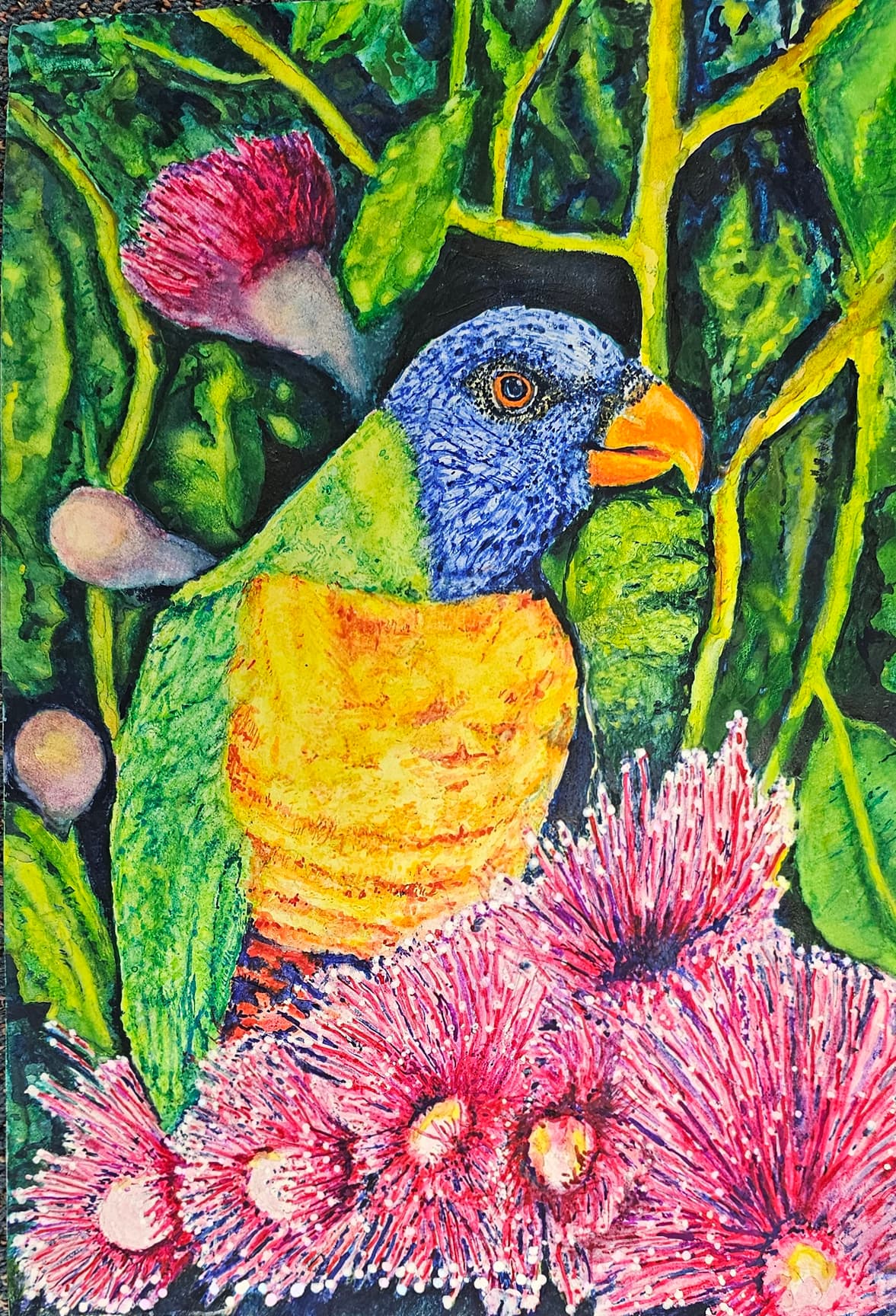 Lorikeet 1