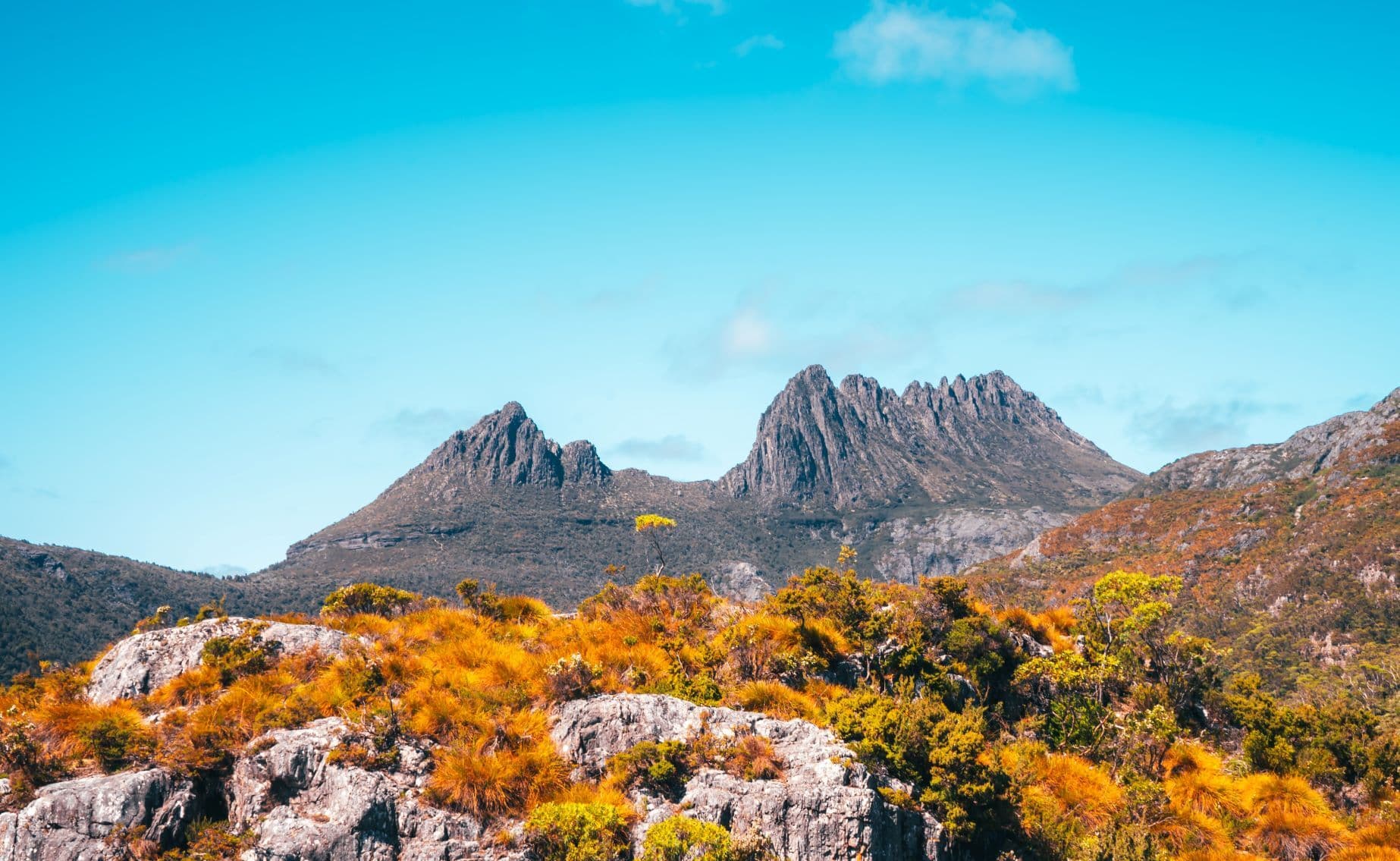 Tasmanian newsletter cradle mountain