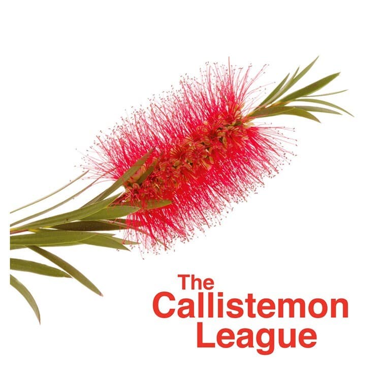Callistemon League 1
